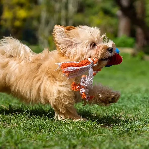 small cute dog