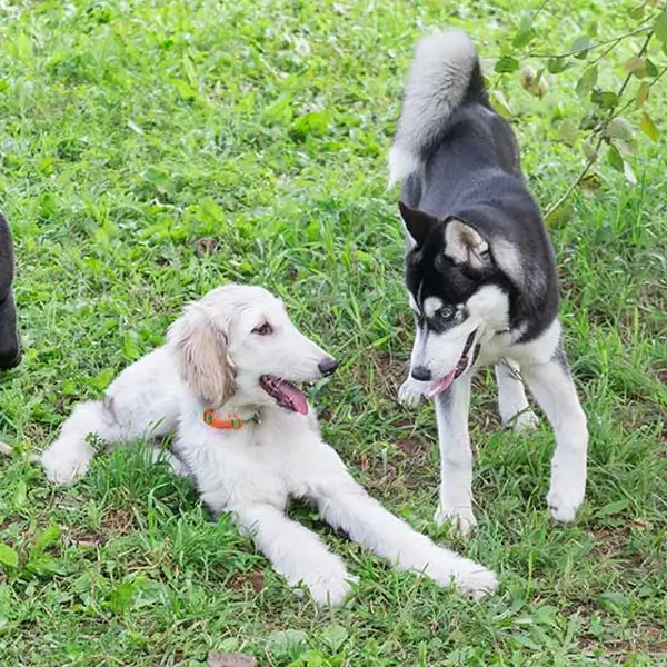 two playful dogs socializing on green grass at dog daycare in sonoma county california