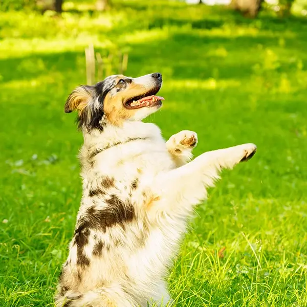 happy dog
