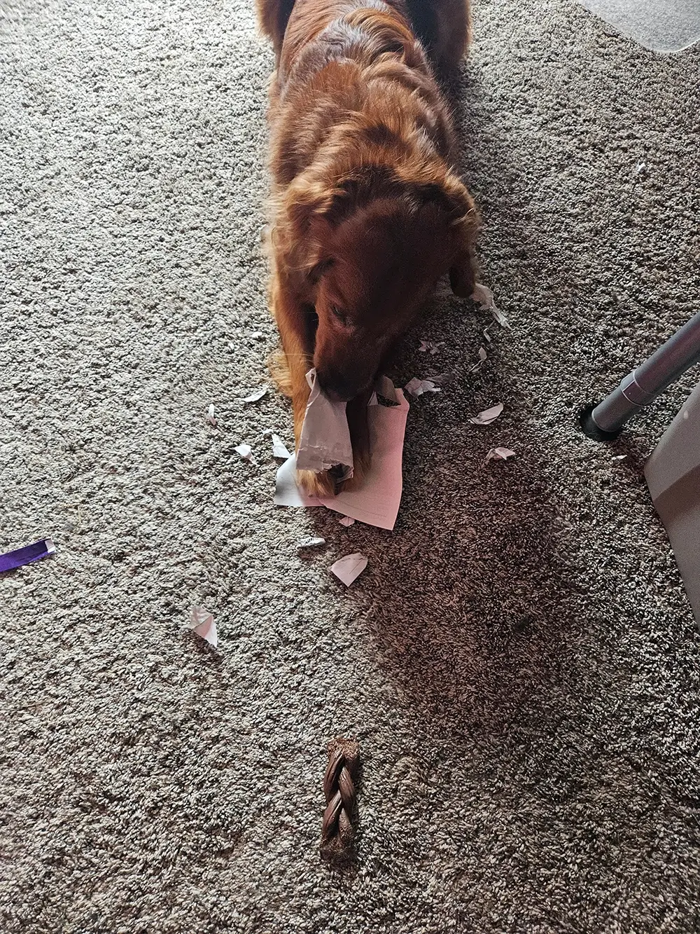 Michelle's pup Lexi eating her homework!