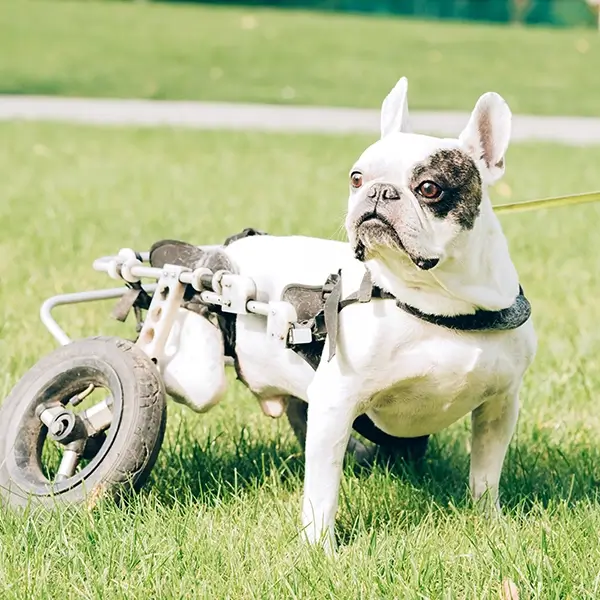 French Bulldog with a wheelchair harness enjoying outdoor time on grass at a special needs dog rescue and daycare in Petaluma