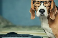 2025-dog-names
