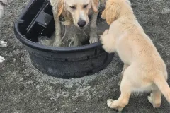 best-doggy-daycare