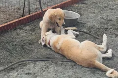 cotati-best-doggy-daycare