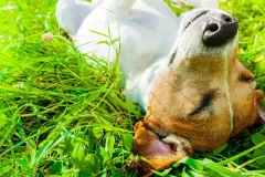 dog