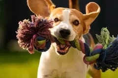 newdogdaycareinpetaluma
