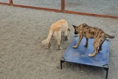 northbaydogdaycare