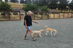 petaluma-best-doggy-daycare