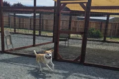 petaluma-doggie-daycare