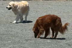 rohnert-park-doggy-daycare