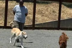 sonoma-county-doggy-daycare