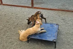 sonomacountydogdaycare