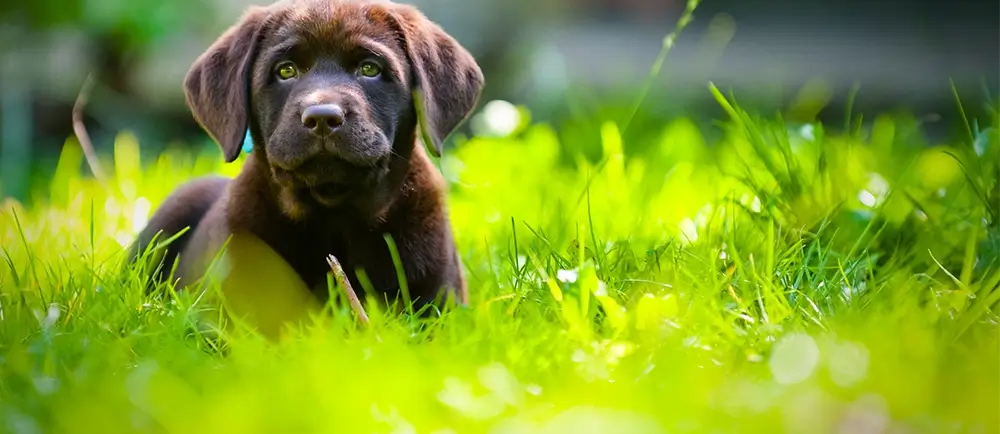 How Doggie Daycare can help a nervous dog