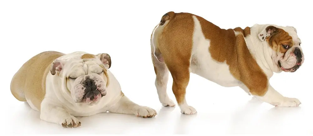 The Joy of Sniffing: Nosework and Scent Play Explained