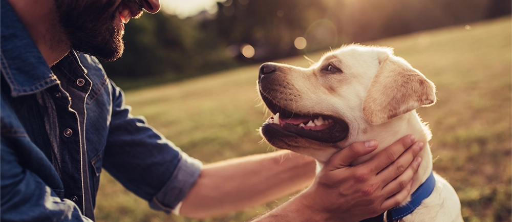 Labrador Retriever, America’s Favorite Family Dog