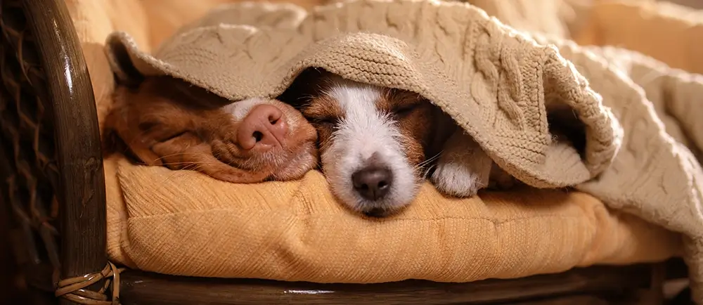 Crate Time, Nap Time, Play Time: Finding the Right Balance