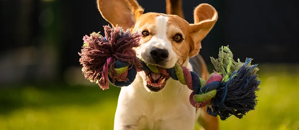 Why is physical activity crucial to a dog’s health