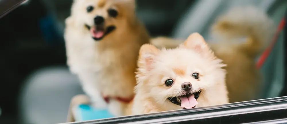 How to Prep Your Pup for Their First Day of Daycare