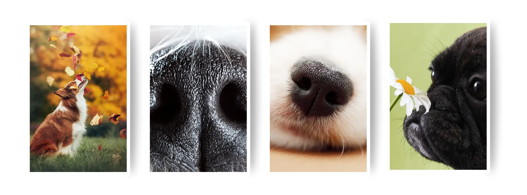 Why do dogs sniff?