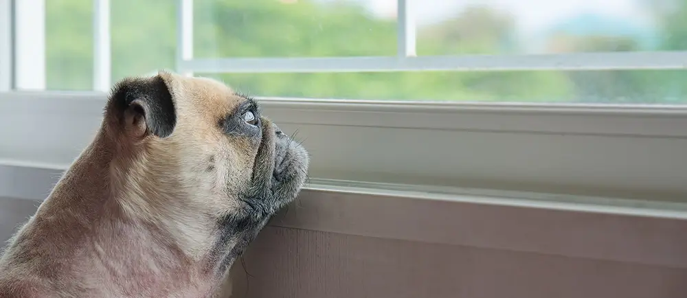 Daycare + Training = Peace of Mind for Busy Pet Parents