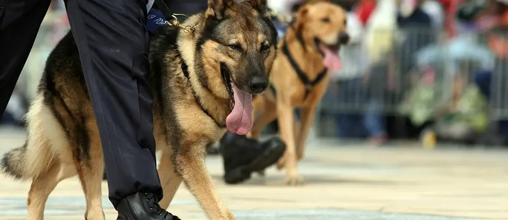 Paws of Honor: Thanking Our Heroes with 10% Off Daycare and Boarding