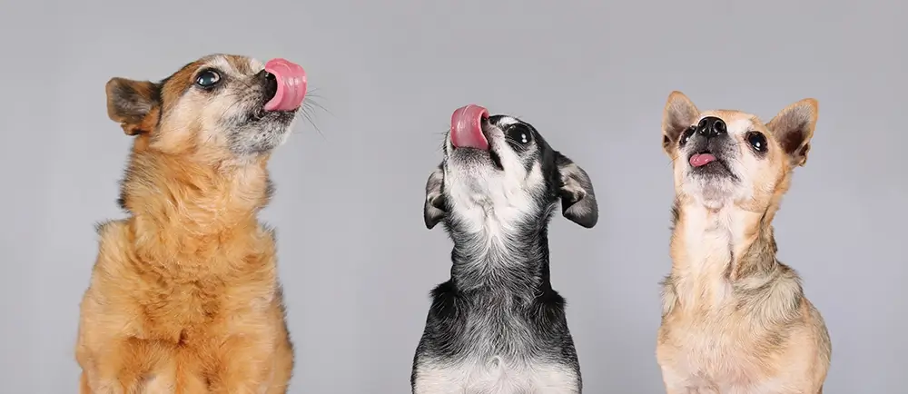 Why do some small dogs bark?