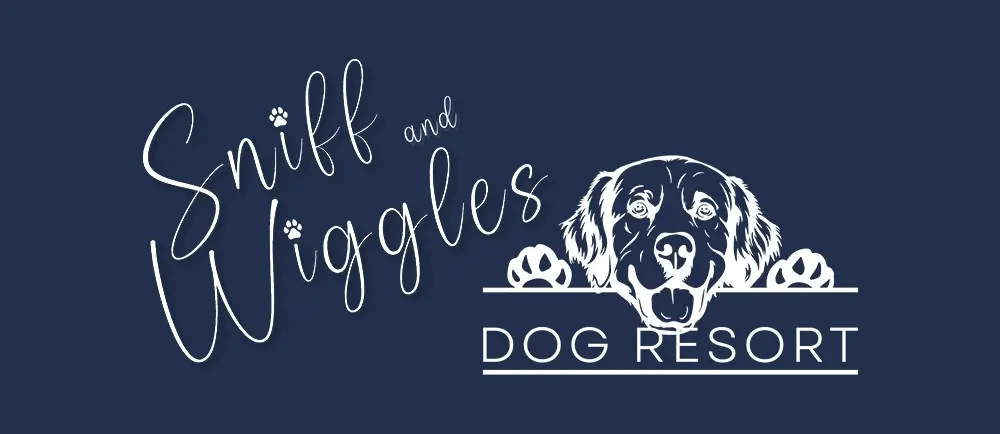 Top 10 Essential Features That Make a Dog Daycare Truly Great