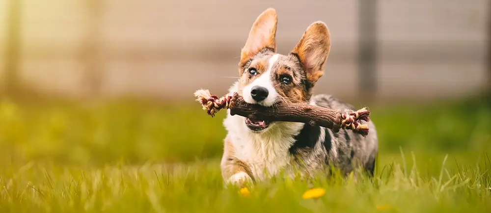 Your dog has too much energy when you get home. Let Doggy Daycare help!