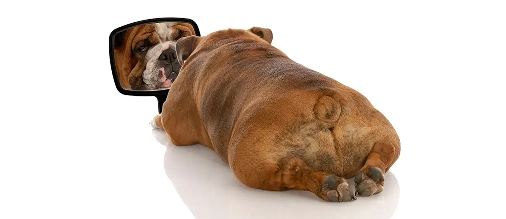 Beauty Is in the Eye of the Beholder — And We Think Every Dog Is Beautiful
