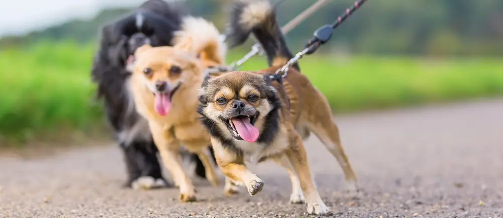Why Do Dogs Pull on a Leash? Understanding the Wiggles Behind the Walk