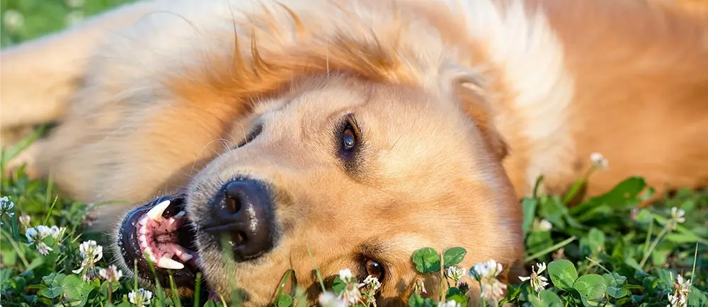 Is Your Dog’s Social Life Missing Something? Why Walks and Vet Visits Aren’t Enough