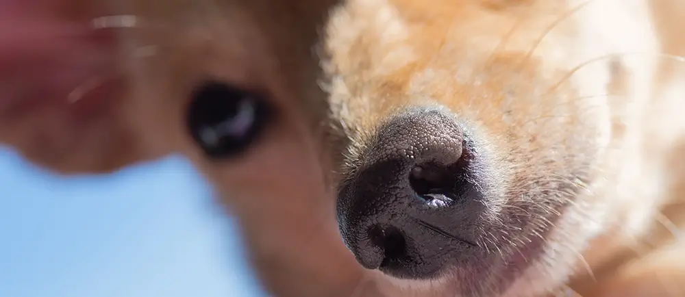 Helping Your Dog Build Confidence Through Healthy Socialization